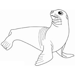 Foca #9163