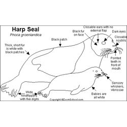 Foca #9169
