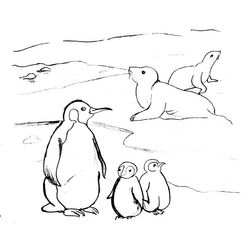 Foca #9172
