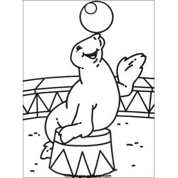Foca #9173