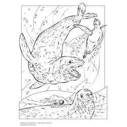 Foca #9176
