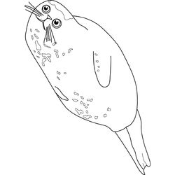 Foca #9181