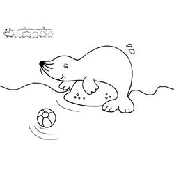 Foca #9182