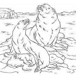 Foca #9184