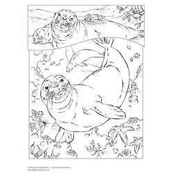 Foca #9188