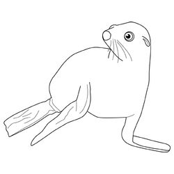 Foca #9189