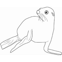 Foca #9191