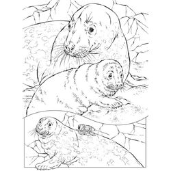 Foca #9192