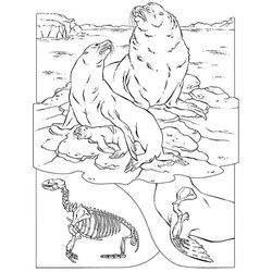 Foca #9193