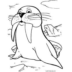 Foca #9196