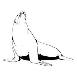 Foca #9197