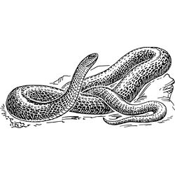 Serpiente #9206