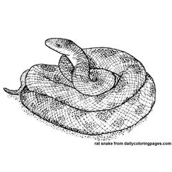 Serpiente #9207