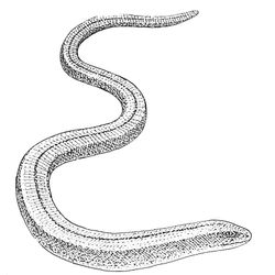 Serpiente #9222
