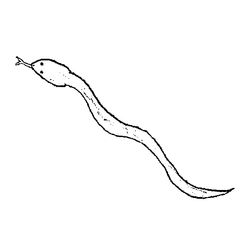 Serpiente #9248
