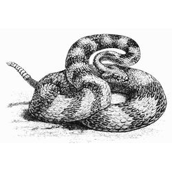 Serpiente #9258