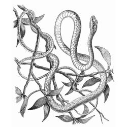 Serpiente #9277