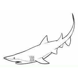 Tiburón #9376