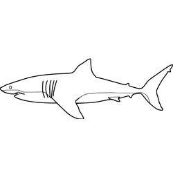 Tiburón #9377
