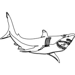 Tiburón #9378
