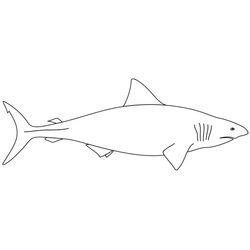 Tiburón #9383