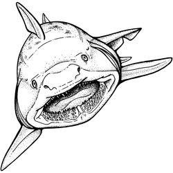 Tiburón #9392