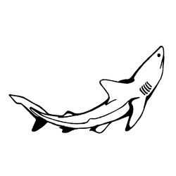 Tiburón #9417