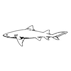 Tiburón #9431