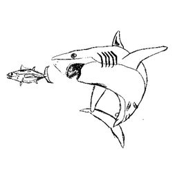 Tiburón #9435