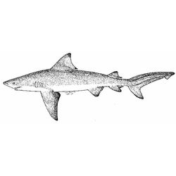 Tiburón #9449