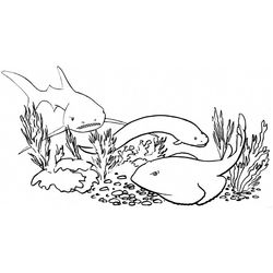 Tiburón #9477
