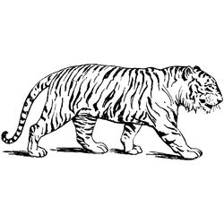 Tigre #9486