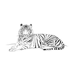Tigre #9489