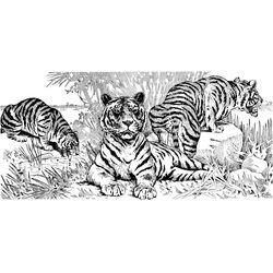 Tigre #9491