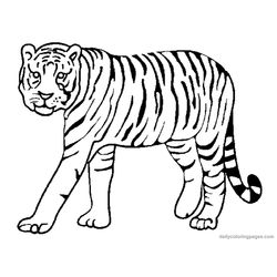 Tigre #9492