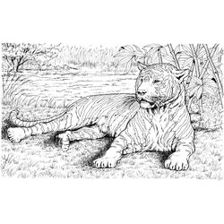 Tigre #9501
