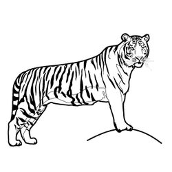Tigre #9502