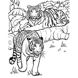 Tigre #9505