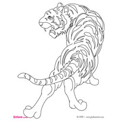 Tigre #9508