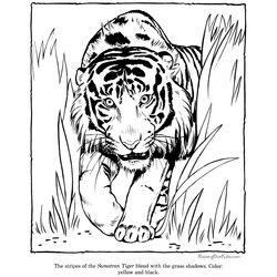 Tigre #9514