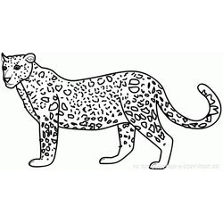 Tigre #9520