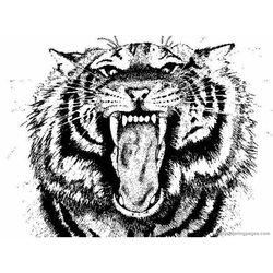 Tigre #9521