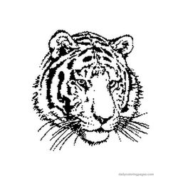 Tigre #9523