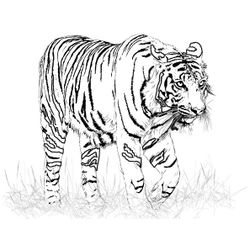 Tigre #9526