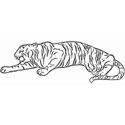 Tigre #9528