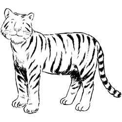 Tigre #9530