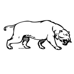 Tigre #9538