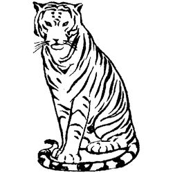 Tigre #9541