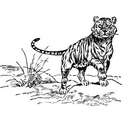 Tigre #9550