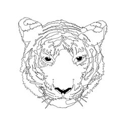Tigre #9562